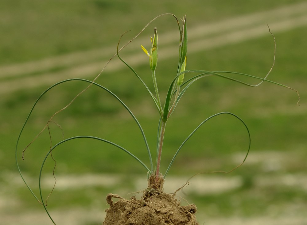 Изображение особи Gagea reticulata.