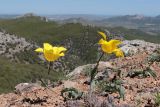 Tulipa suaveolens