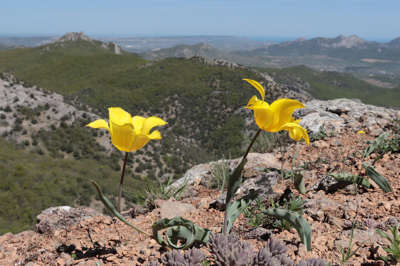 Image of Tulipa suaveolens specimen.