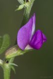 Vicia angustifolia