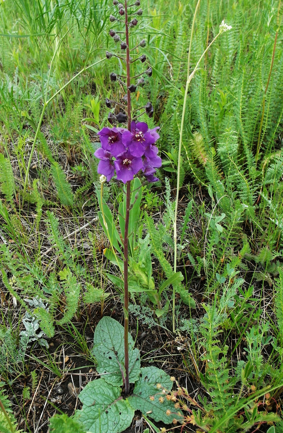 Image of Verbascum phoeniceum specimen.
