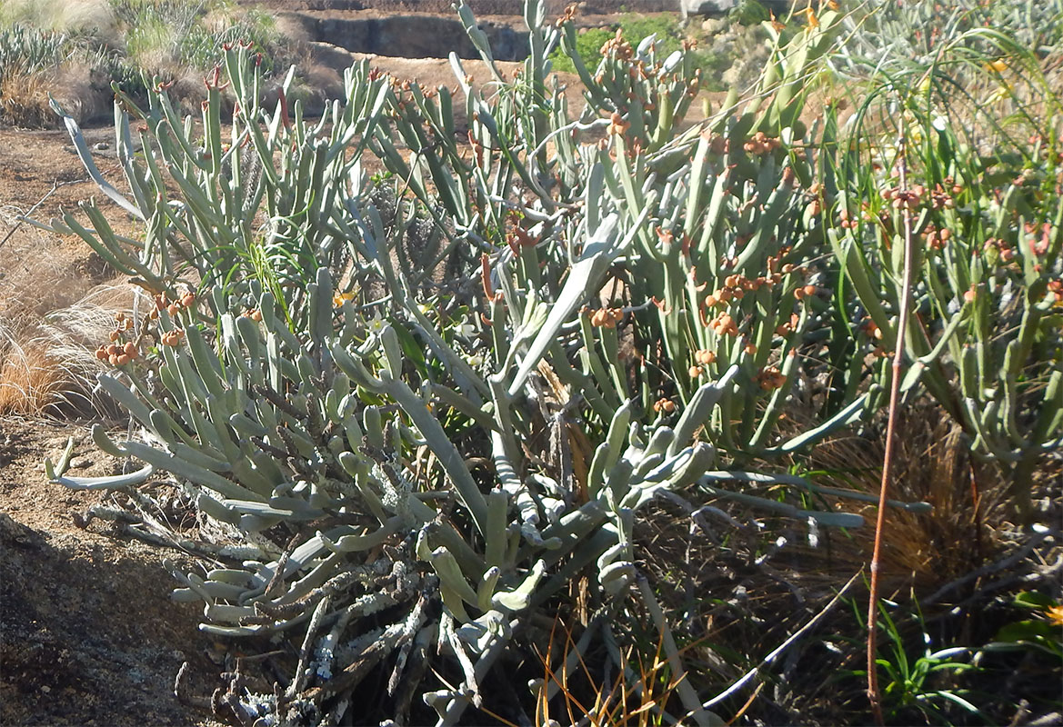 Image of genus Euphorbia specimen.