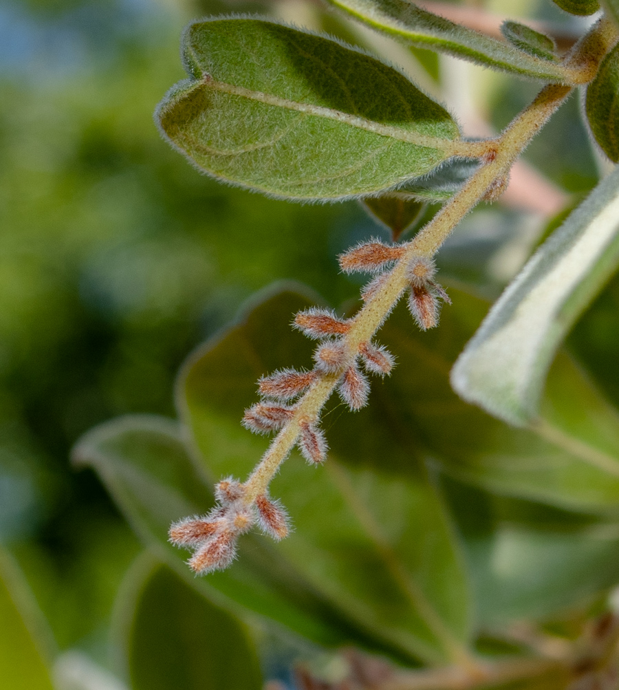 Изображение особи Combretum molle.