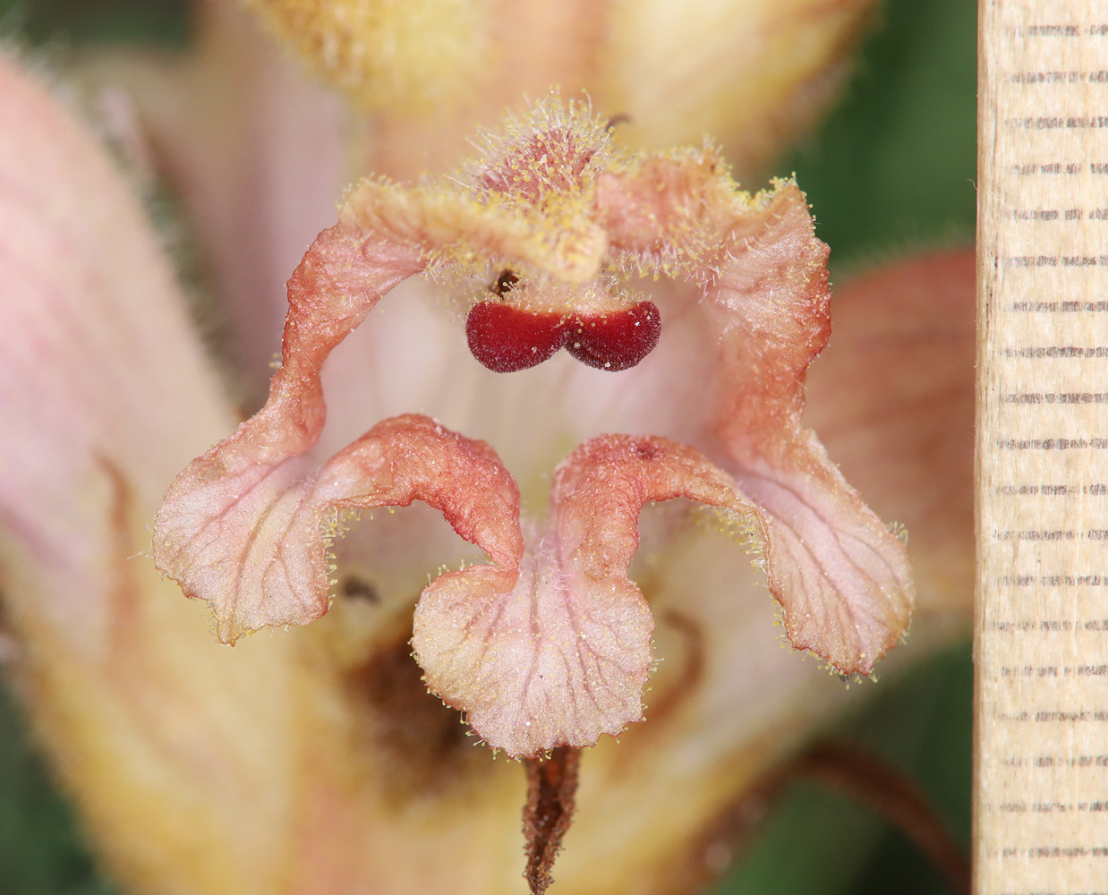 Image of Orobanche caryophyllacea specimen.