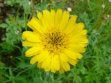 Tragopogon pratensis. Соцветие. Санкт-Петербург, Петродворцовый р-н, окр. ж.-д. ст. «Кронштадтская колония», около ж.-д. насыпи. 09.06.2022.