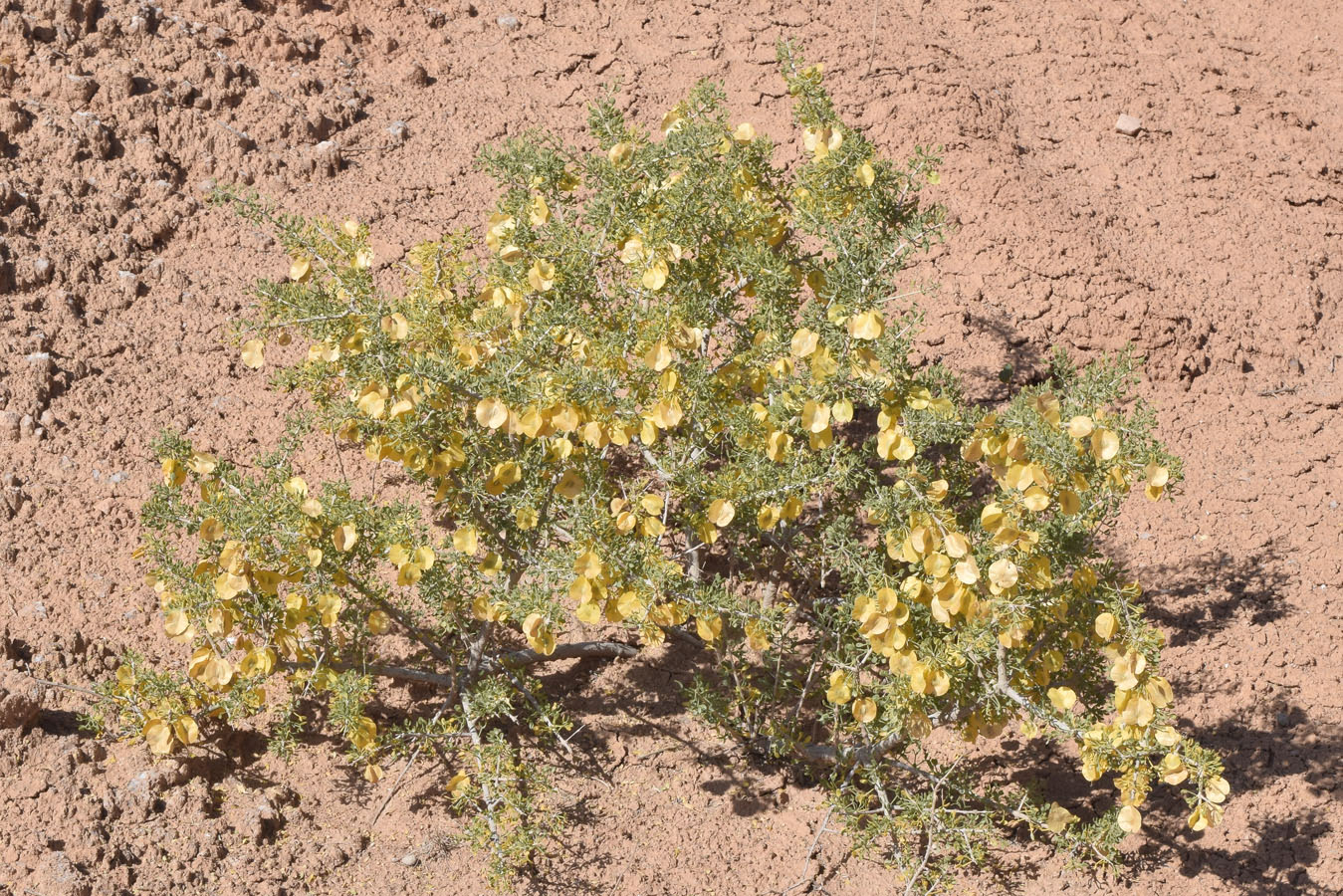 Image of Zygophyllum ferganense specimen.