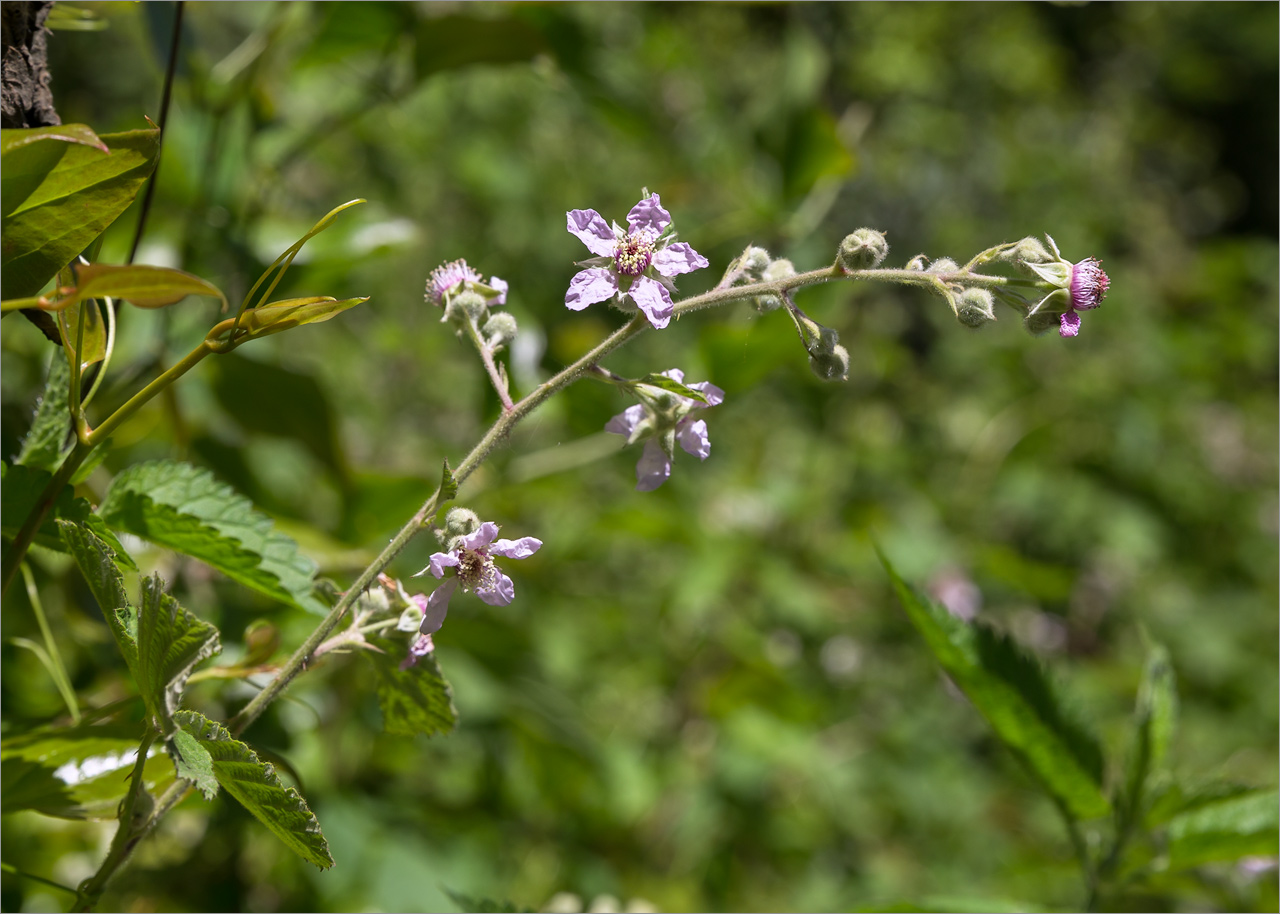 Изображение особи Rubus sanctus.