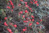 род Rhododendron. Ветви с соцветиями. Бутан, дзонгхаг Тронгса, национальный парк \"Jigme Singye Wangchuck\". 03.05.2019.