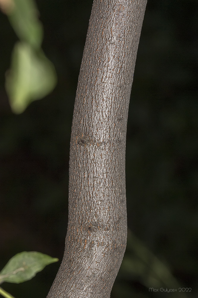 Изображение особи Cercis griffithii.