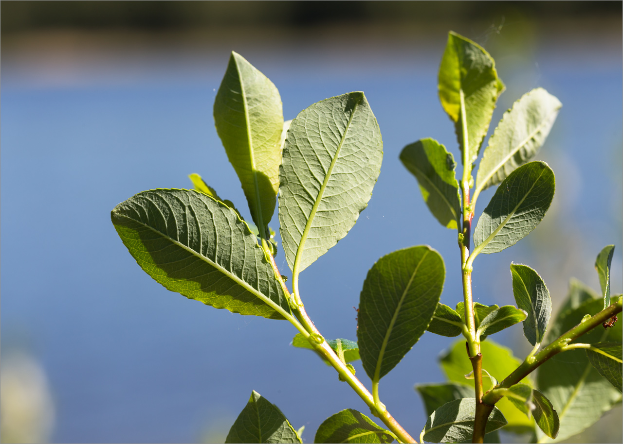 Изображение особи Salix phylicifolia.