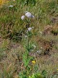 род Valeriana