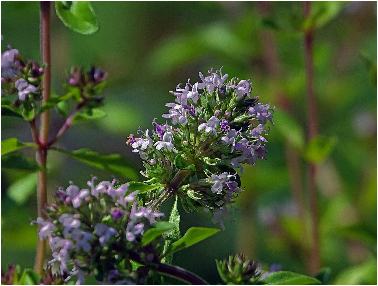 Изображение особи Thymus ovatus.