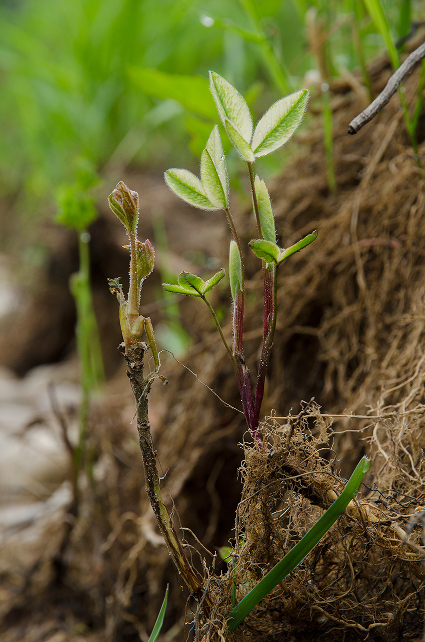 Image of genus Trifolium specimen.