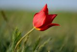Tulipa suaveolens. Цветок. Калмыкия, Приютненский р-н, берег оз. Маныч-Гудило, степь. 17.04.2016.