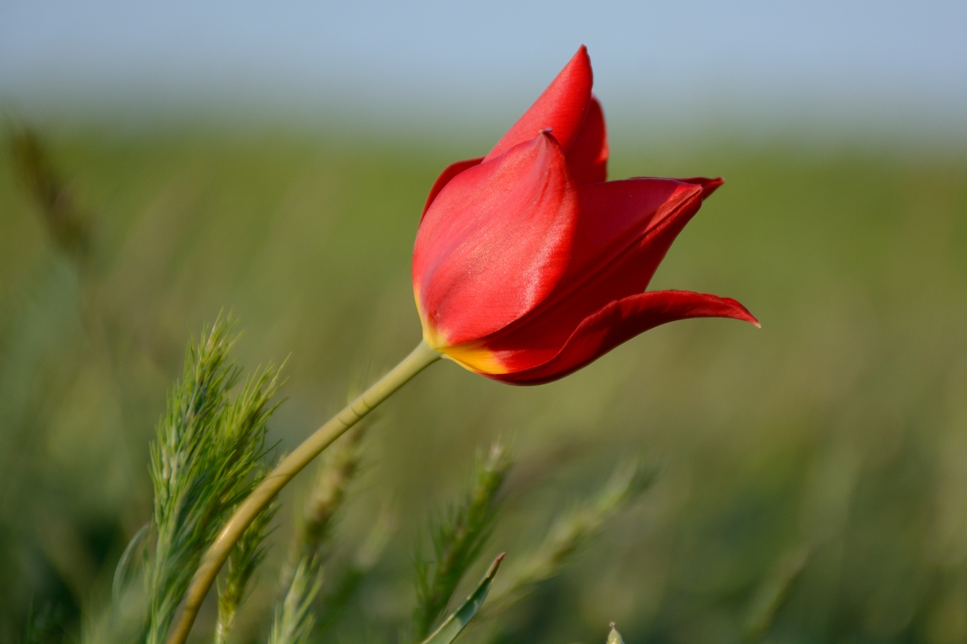 Изображение особи Tulipa suaveolens.