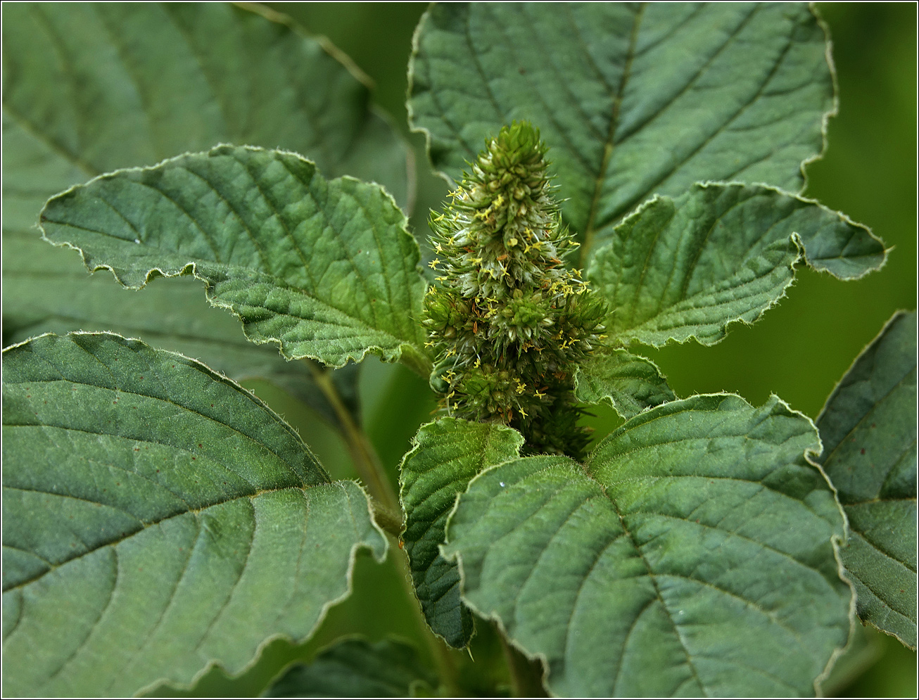 Изображение особи Amaranthus retroflexus.