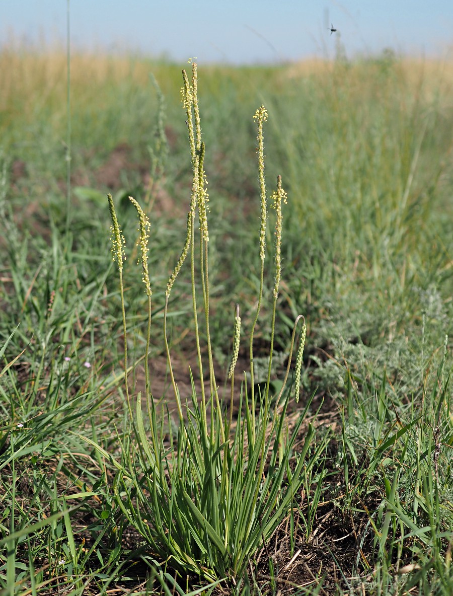 Изображение особи Plantago salsa.