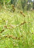 Carex leporina