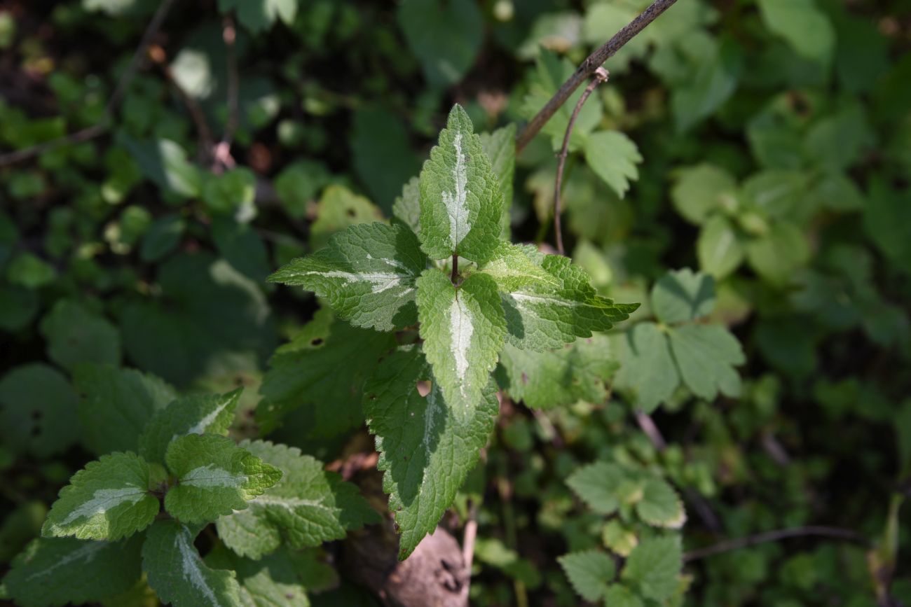 Image of Lamium maculatum specimen.