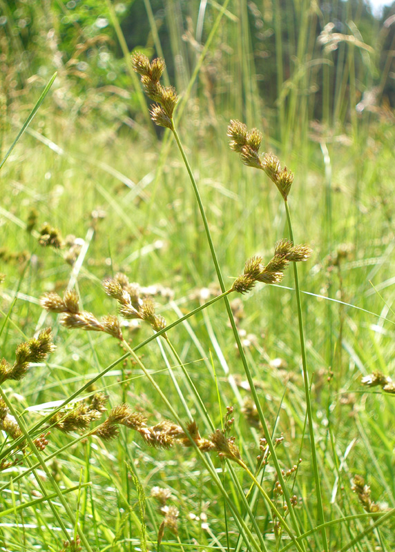 Изображение особи Carex leporina.