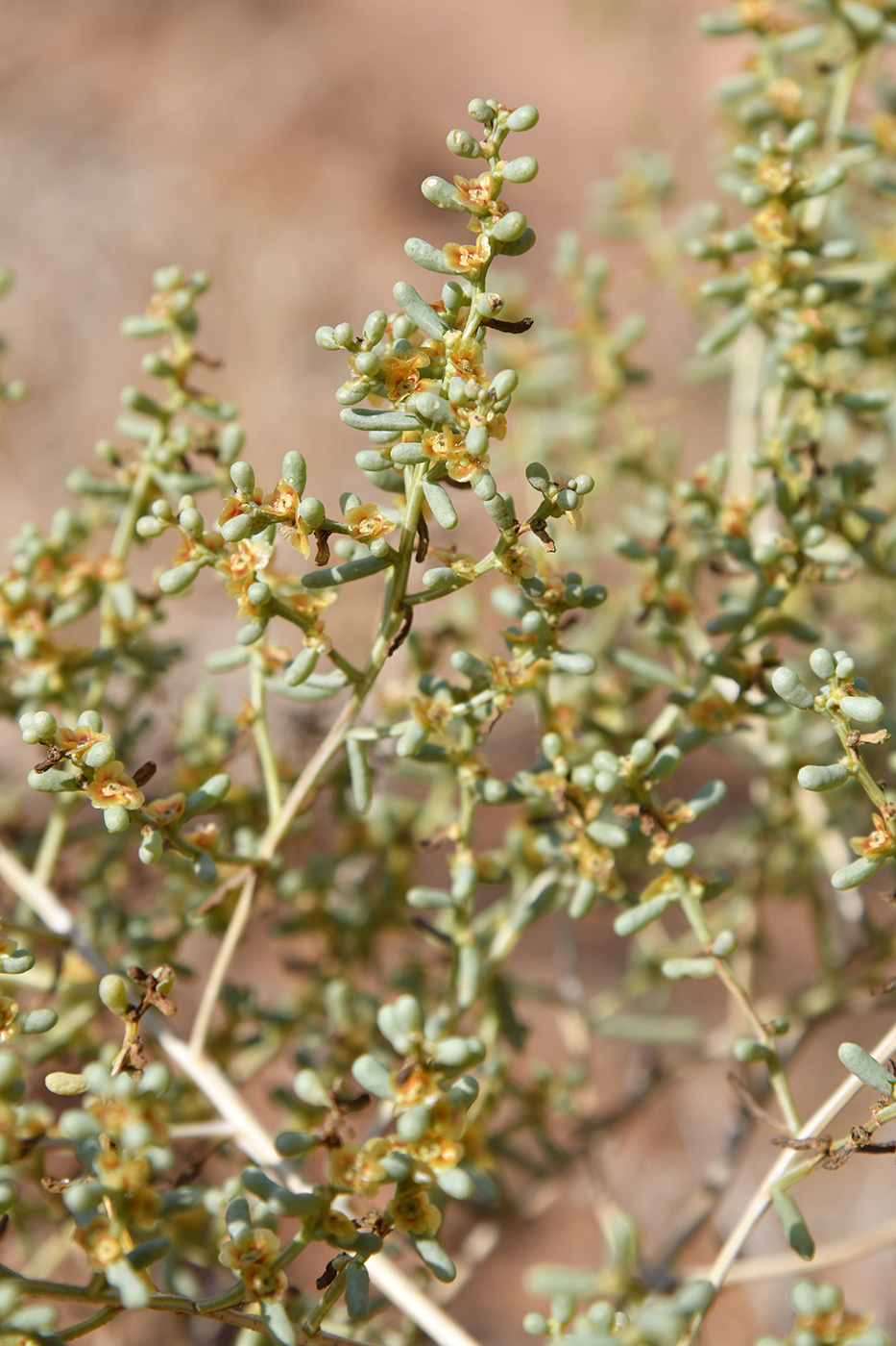 Image of Iljinia regelii specimen.