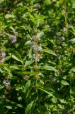 Mentha arvensis