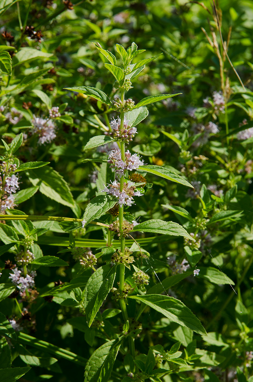 Image of Mentha arvensis specimen.