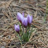 Crocus tauricus