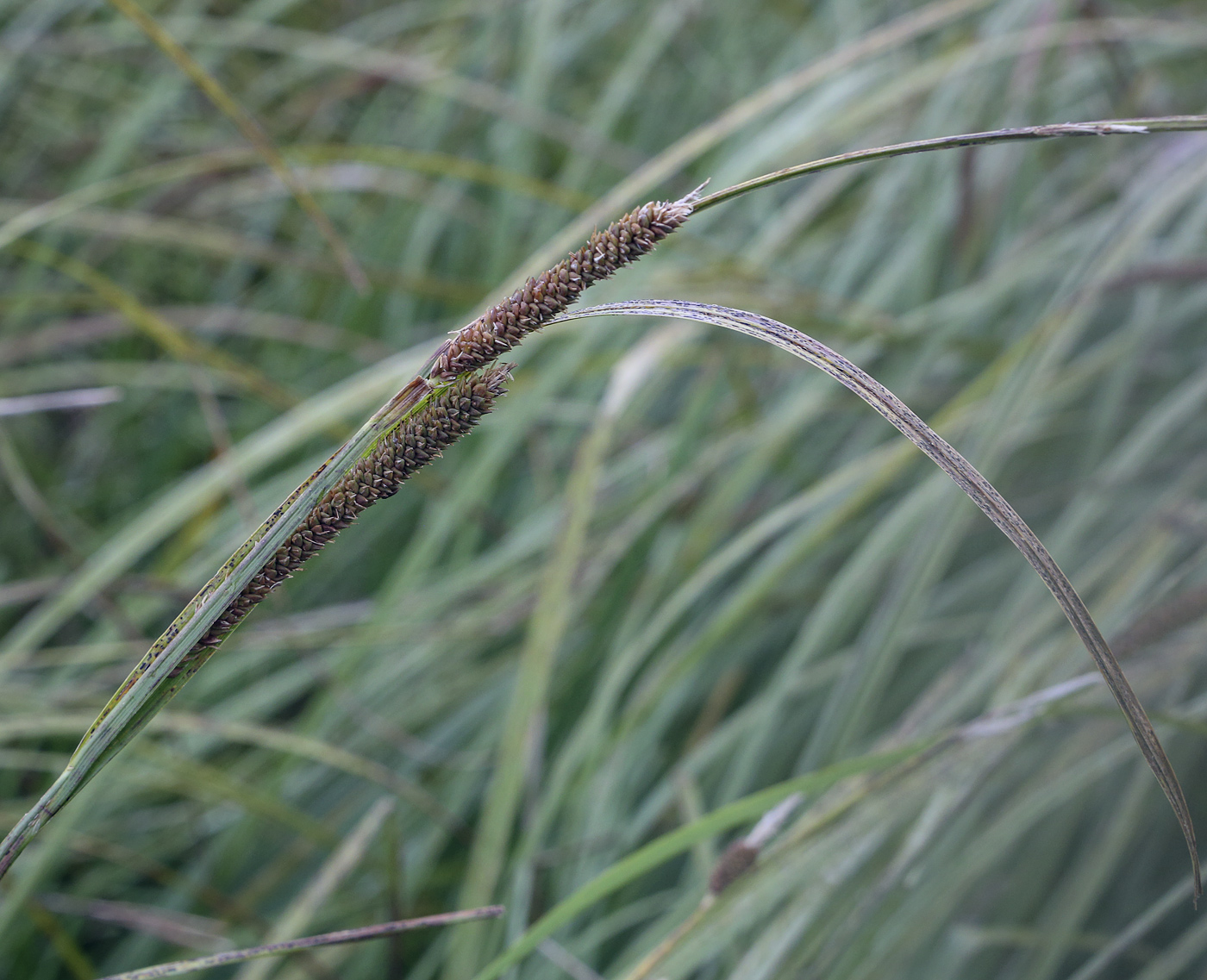 Изображение особи Carex acuta.