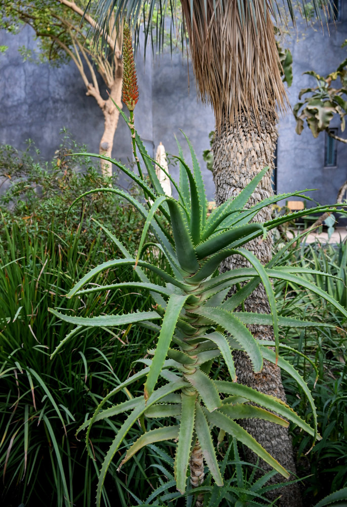 Изображение особи Aloe arborescens.