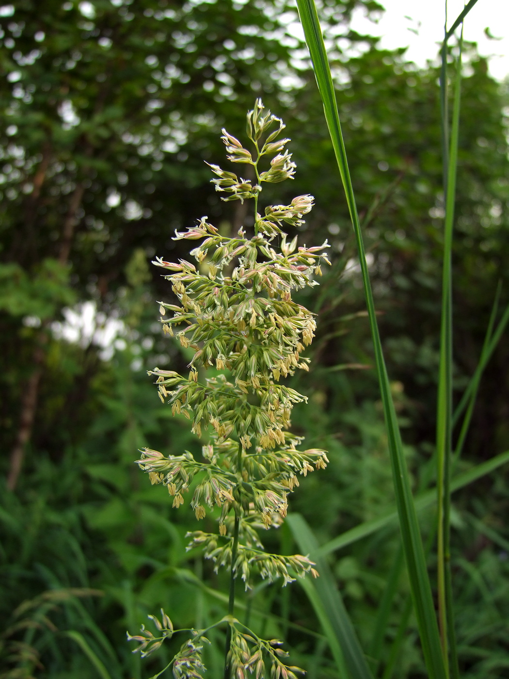Image of Phalaroides arundinacea specimen.