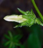 Campanula praealta