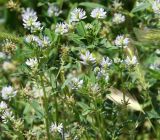 Trigonella procumbens. Верхушки побегов с соцветиями. Краснодарский край, Анапский муниципалитет, г. Анапа, Детский парк, р. Анапка, луг на островке. 31.05.2021.