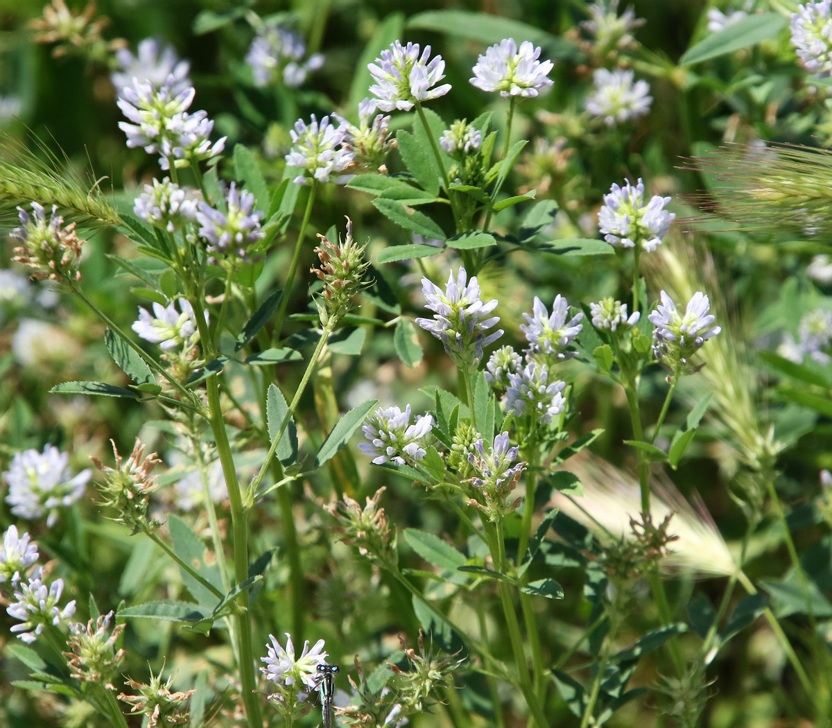 Image of Trigonella procumbens specimen.