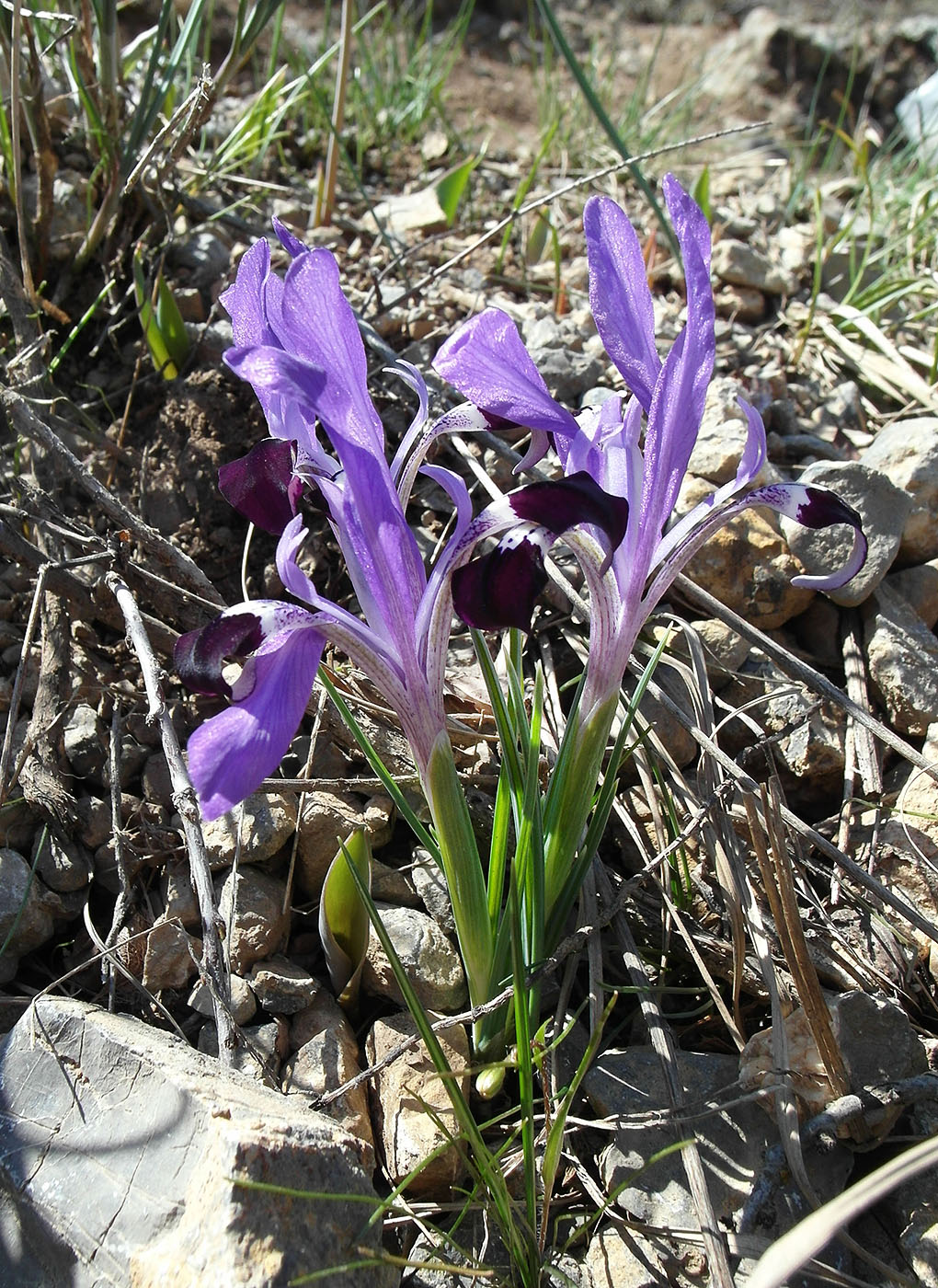 Изображение особи Iridodictyum kolpakowskianum.