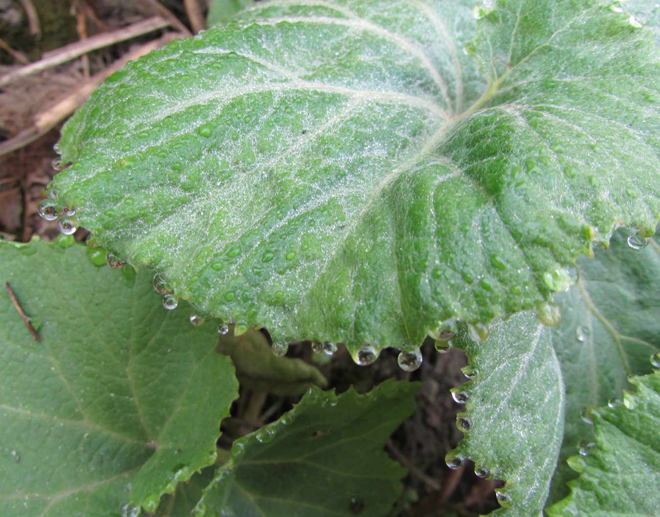 Image of Petasites amplus specimen.