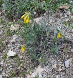 Onosma taurica