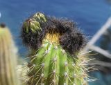 Trichocereus spachianus. Верхушка побега с бутонами. Испания, автономное сообщество Каталония, провинция Жирона, комарка Баш-Эмпорда, муниципалитет Палафружель, ботанический сад \"Кап-Роч\". 04.06.2023.