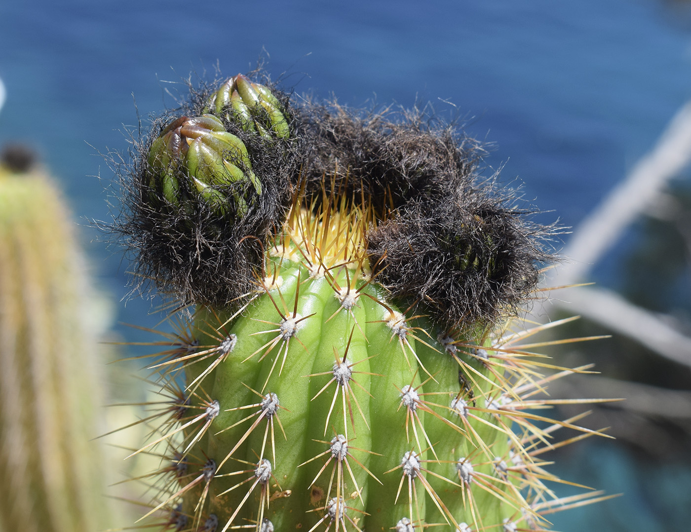 Image of Trichocereus spachianus specimen.