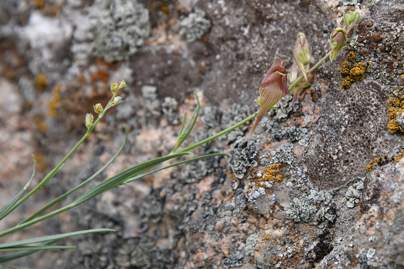 Image of Linaria popovii specimen.