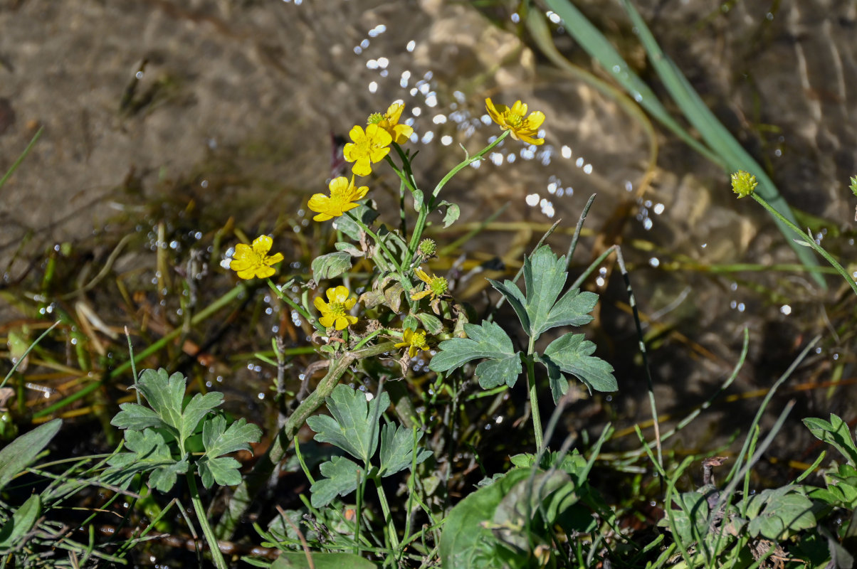 Image of genus Ranunculus specimen.