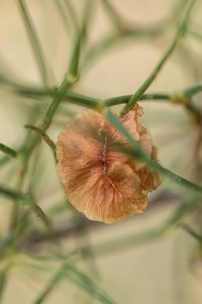 Изображение особи Calligonum aphyllum.