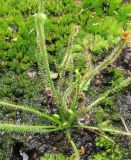 Drosera filiformis