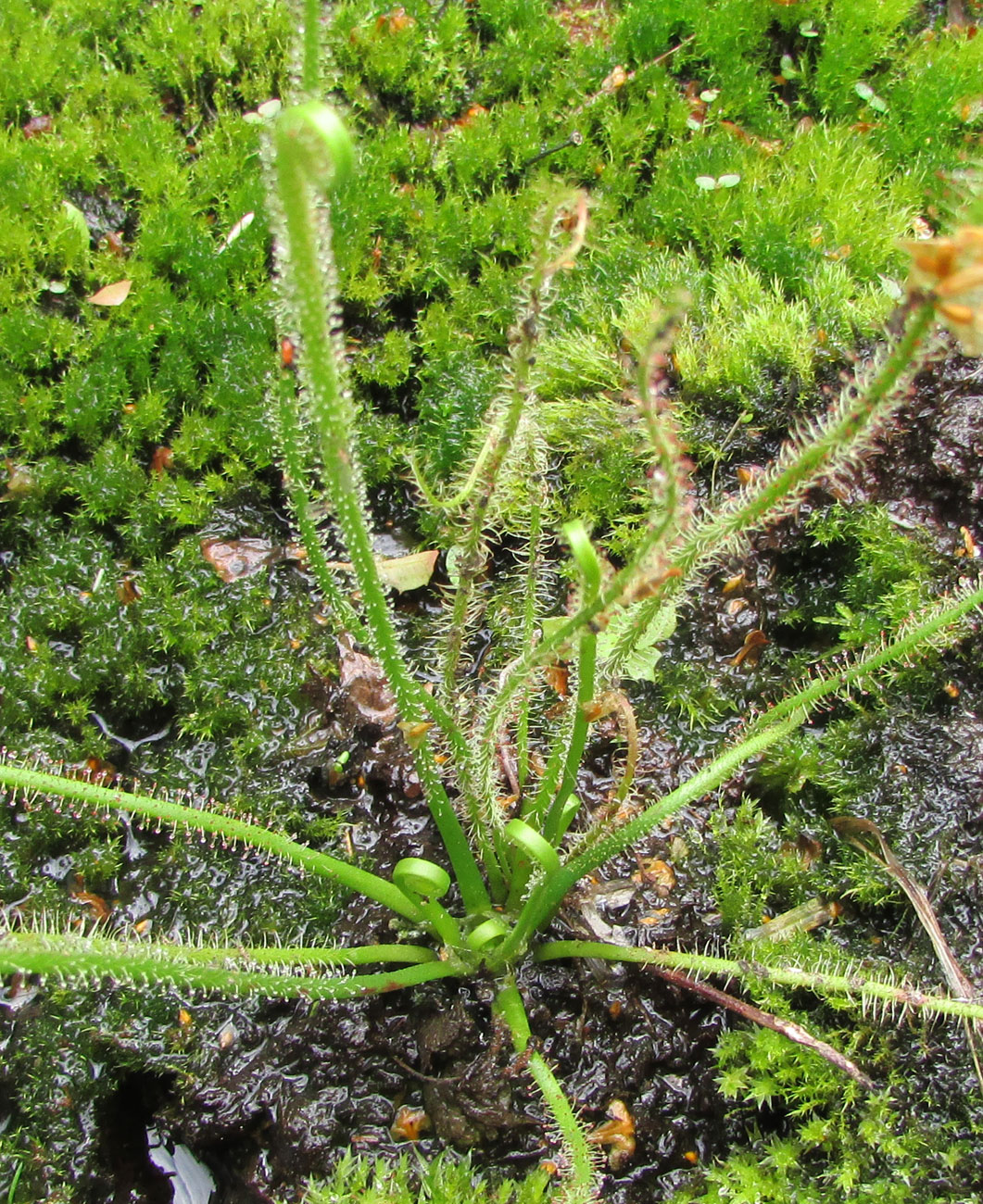 Изображение особи Drosera filiformis.