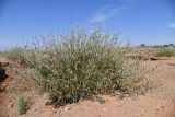 Astragalus sogotensis. Цветущее и плодоносящее растение. Казахстан, Алматинская обл., горы Богуты, каменисто-глинистая подгорная пустыня. 25 мая 2023 г.