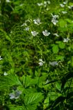 Cerastium pauciflorum. Верхушки цветущих растений. Свердловская обл., Краснотурьинский ГО, долина р. Каква, левый берег, напротив Камня Ступеньки, опушка смешанного леса. 10 июня 2023 г.