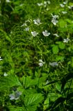 Cerastium pauciflorum