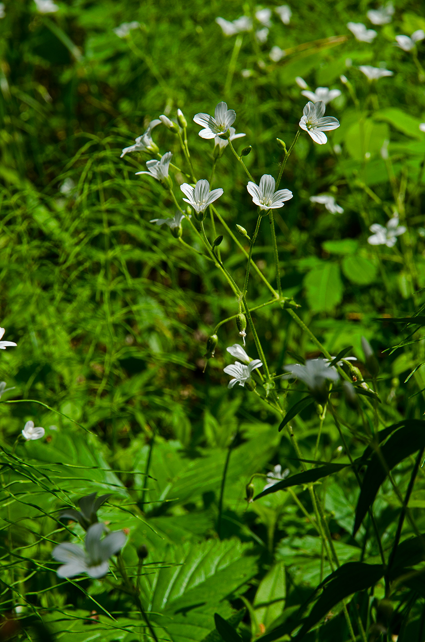 Изображение особи Cerastium pauciflorum.