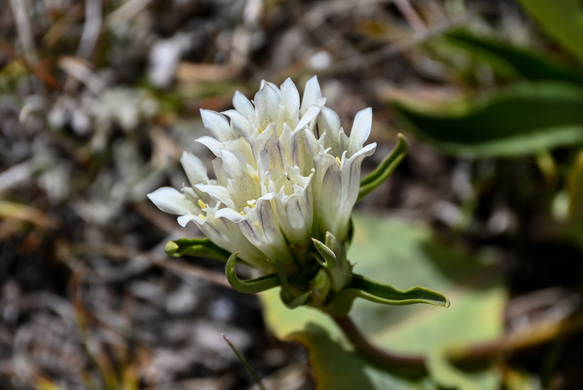 Image of Gentiana olgae specimen.