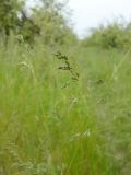 Poa angustifolia